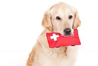 Tierarztpraxis_Dr-Anja-Kittner_Oberndorf-am-Lech_Donauwoerth_Leistungen_Hausbesuche-320x214